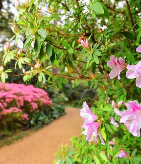 a trail runs through a garden