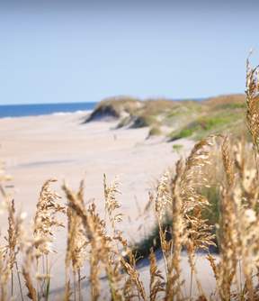 sea oats beach beauty shot