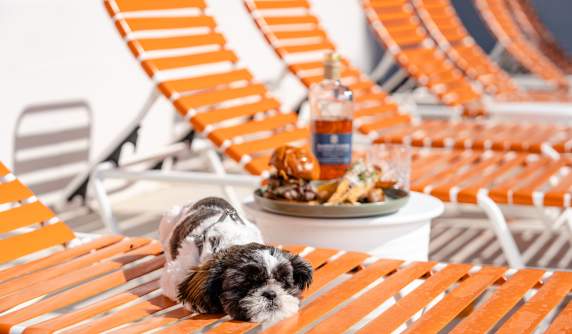 Pet - Friendly Stays and Outdoor Adventures Around Bardstown