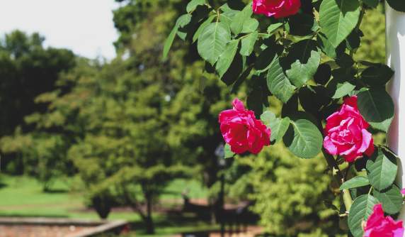 Meadows in Bloom