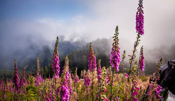 Environmental Stewardship on the Central Oregon Coast:  We Care for Forests, Dunes, Water & Wildlife