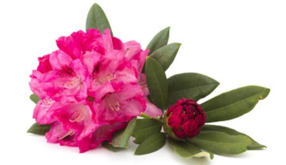 FLORENCE CHAMBER ANNOUNCES 2027 RHODODENDRON FESTIVAL THEME & LOGO CONTEST