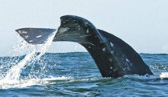 Whale Watching in Florence, Oregon:  Your Guide to the Coast’s Seasons of Sublime Grandeur