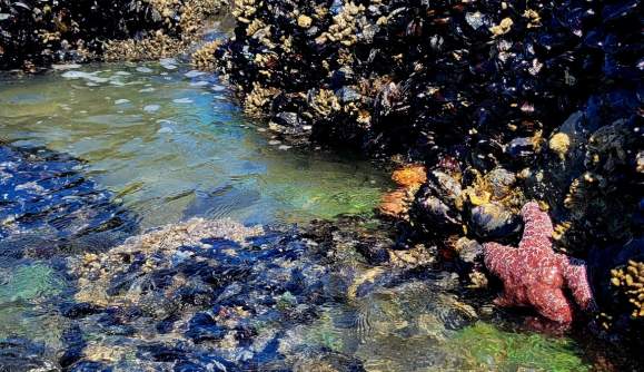 Explore the Wonders of Tide Pooling Near Florence, Oregon
