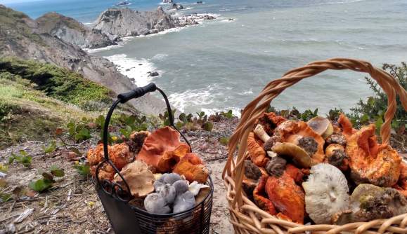 Mushroom Hunting on the Oregon Coast: Make Florence Your Basecamp
