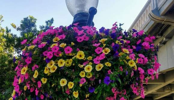 Yes, I want to be a Flower Basket Sponsor!