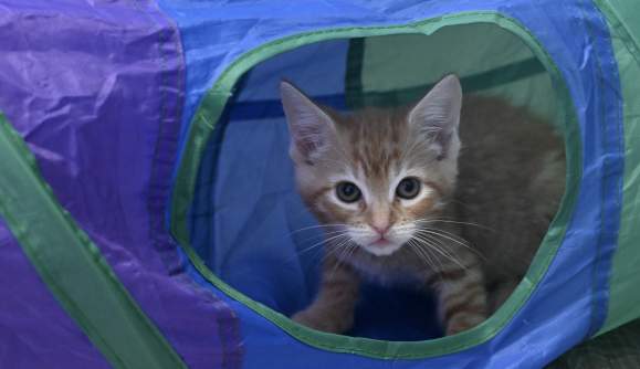 🐾 Business After Hours Hosted by the Oregon Coast Humane Society Thrift Store 🐾