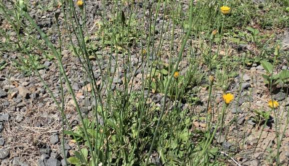 Florence Oregon Weed Management Workshop at Miller Park