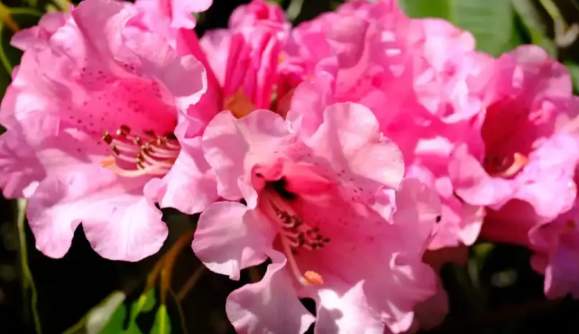 Rhododendron Show & Sale