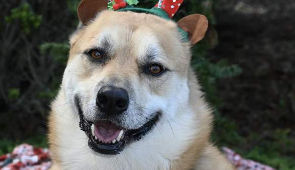 Paw-liday Store Grand Opening