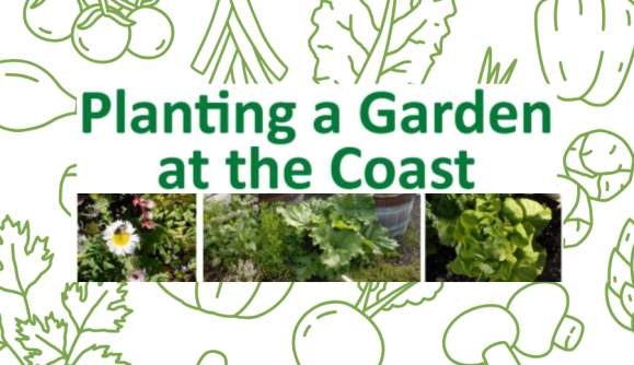 Planting a Garden at the Central Oregon Coast