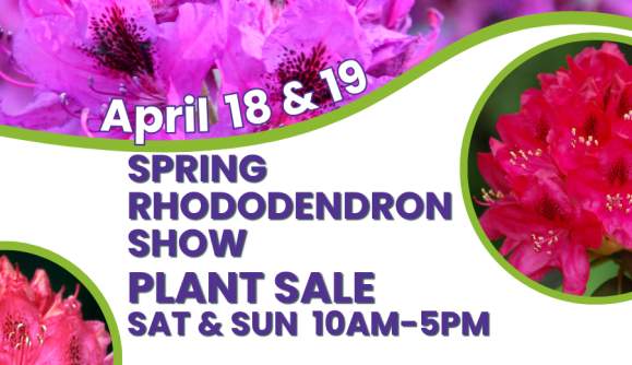 Spring Rhododendron Sale & Show