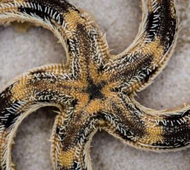 About Us Careers - Starfish