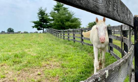 Studio 46 - Lexington, KY - VisitLex