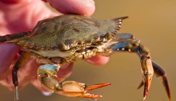Soft-Shell Crabs on the Outer Banks