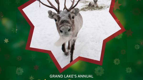 Reindeer