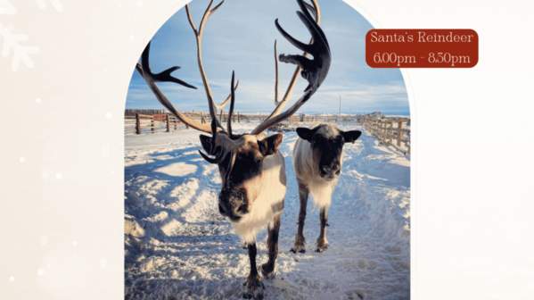 Tree Lighting Reindeer