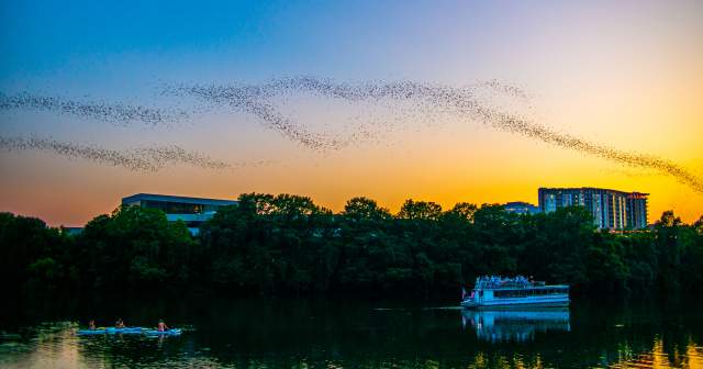 Image of Lady Bird Lake at sunset with a cloud of bats flying across the sky with a tour boat floating on the water below.