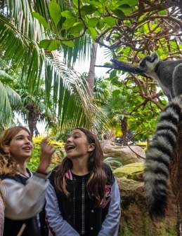 Actividades para niños y familia