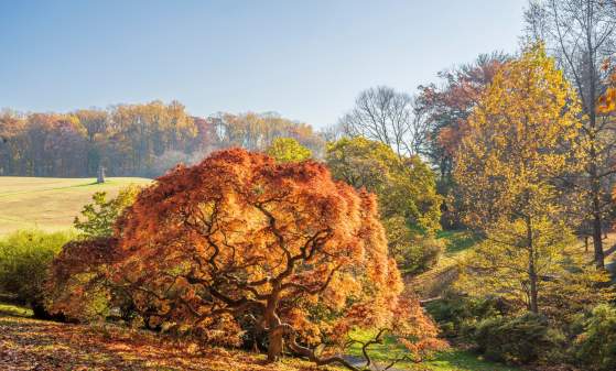 A view of fall trees from Winterthur Museum in Wilmington, DE during fall.