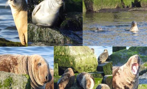 2026 Scoters & Seals Cruises