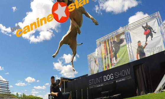 The Cannine Stars Stunt Dog Show