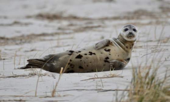 Seal Watching Tours