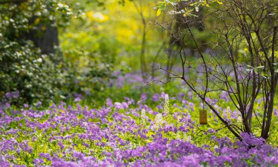Spring Blooms