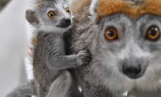BABY LEMUR ALERT @ Brandywine Zoo