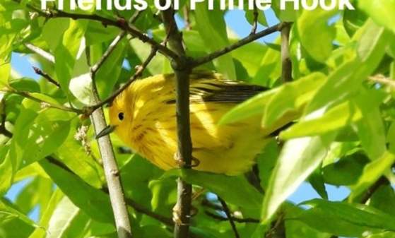 First Saturday Guided Bird Walk