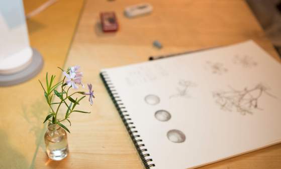 Spring Botanical Art: Refined Botanical Drawing