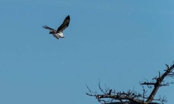 Cape 75 Bird Walk Challenge