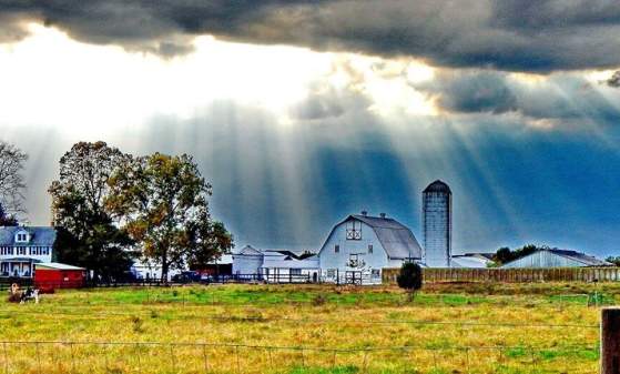 Cook Family Farms