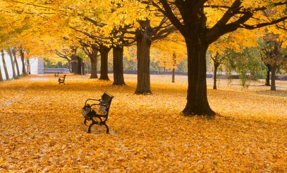 Fall in Love with Fallen Leaves