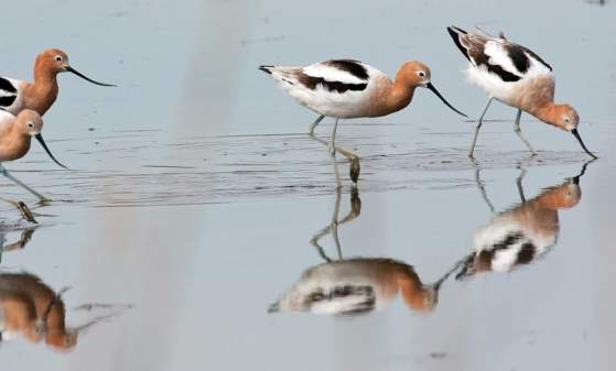 KNOW YOUR BINOCULARS & BASIC BIRDING TIPS