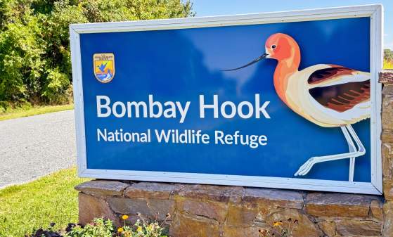 Monthly Bird Walk at Bombay Hook