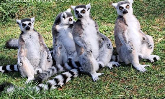 Celebrate Lemurs @ Brandywine Zoo