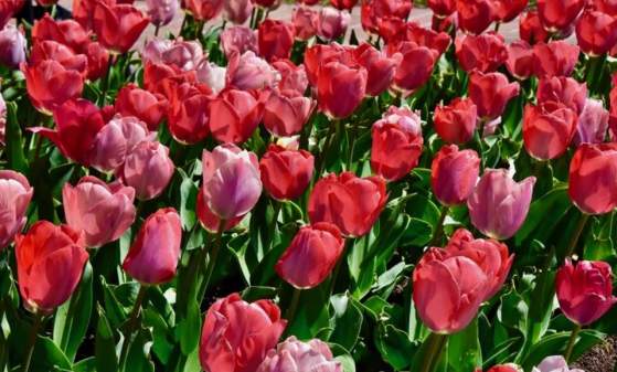 2025 Lewes Tulip Celebration
