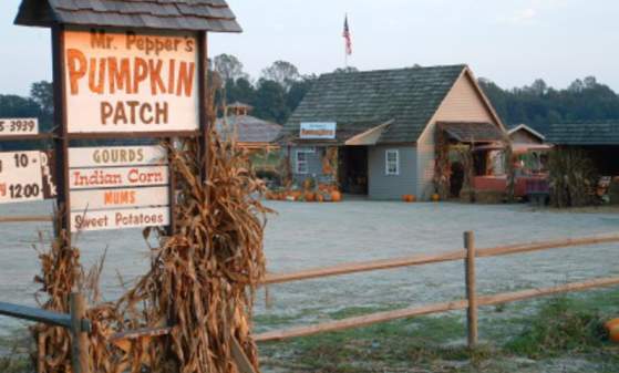 Mr. Pepper's Pumpkin Patch