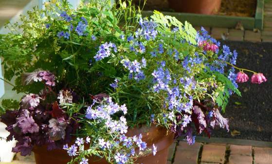 Hybrid Native Plants of Spring