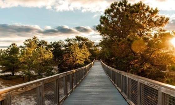 Nature Art in the Park: Observing and Drawing Nature