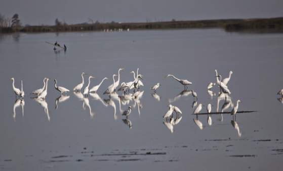 Prime Hook Friends Bird Walk - Boardwalk Trail