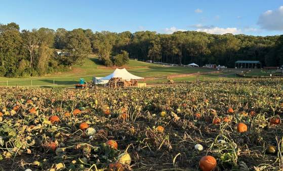 Ramsey's Farm
