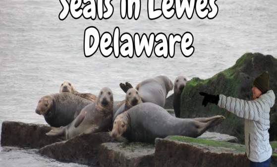 Seal Watching • Lewes Ferry