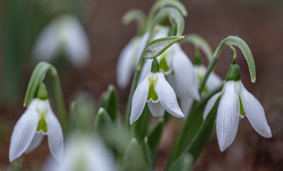 Director's Garden & Estate Walk: Snowdrops and Other Minor Bulbs