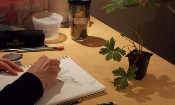 Spring Botanical Art Series