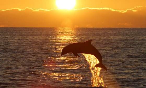 Dolphin Sunset Cruise • Lewes Ferry