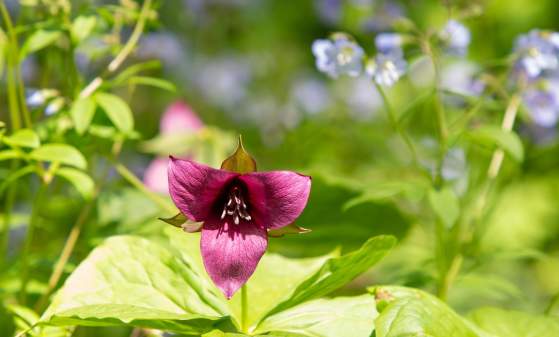 Trillium and Wine: Complementary Pairings