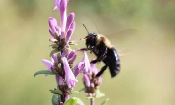 Pollinators in Action: A Walk through UD Botanic Gardens