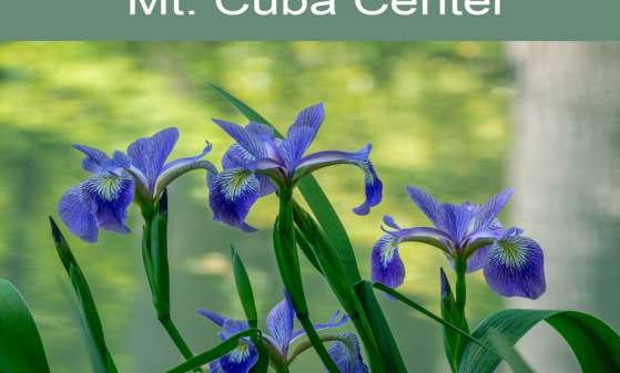 Spring Botanical Art: Wildflowers in Color